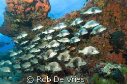 School of snappers by Rob De Vries 